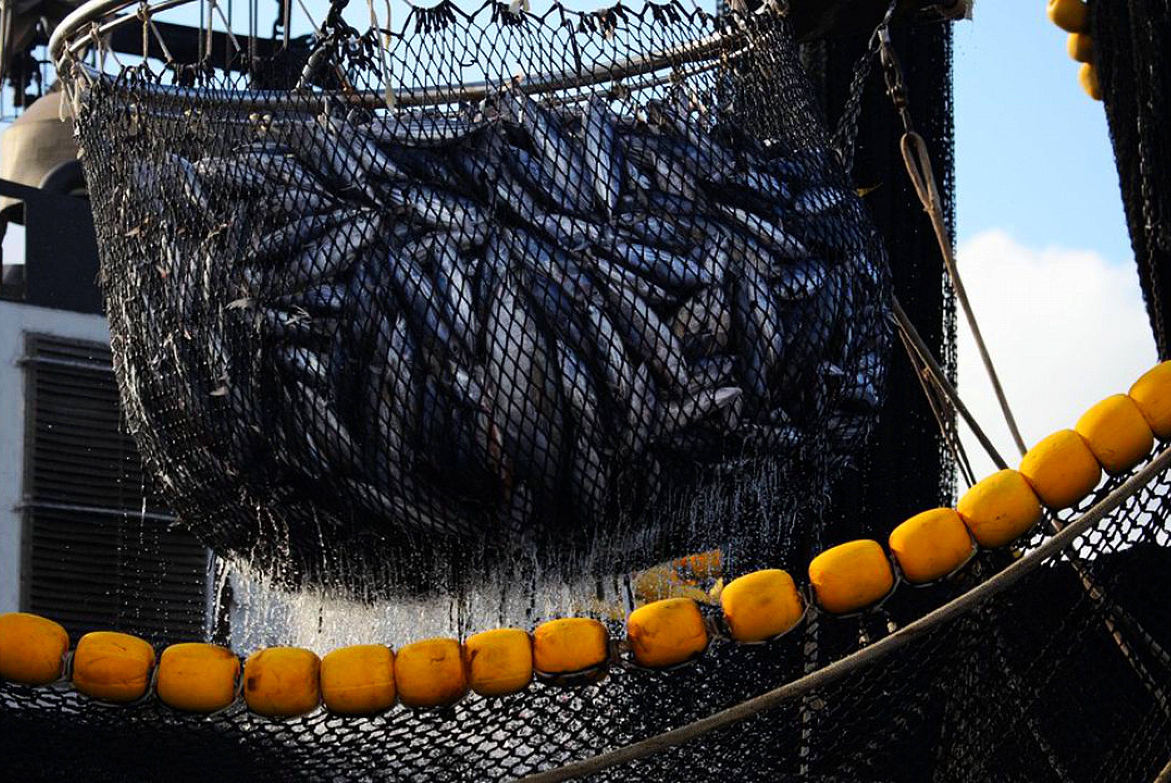 Poissons thon du mozambique dans laffaire tuna bonds impliquant le credit suisse